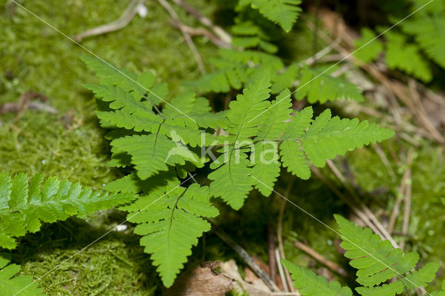 Gebogen driehoeksvaren (Gymnocarpium dryopteris)