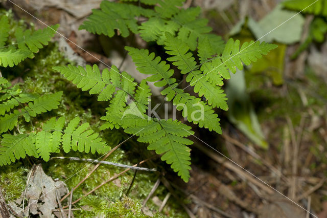 Gebogen driehoeksvaren (Gymnocarpium dryopteris)