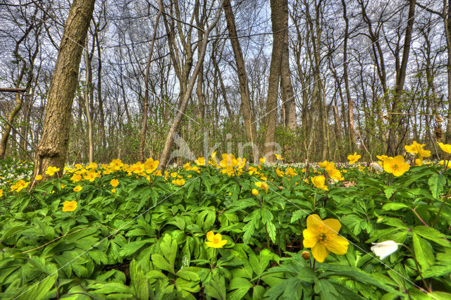 Gele anemoon (Anemone ranunculoides)