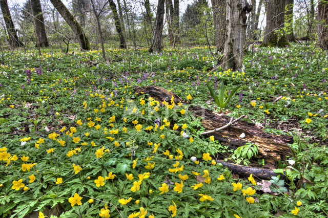 Gele anemoon (Anemone ranunculoides)