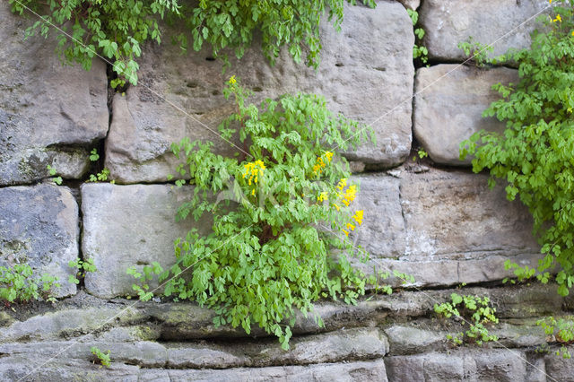 Yellow Corydalis (Pseudofumaria lutea)