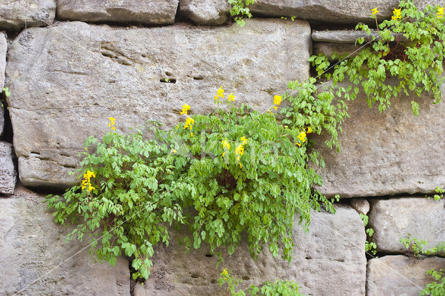 Yellow Corydalis (Pseudofumaria lutea)