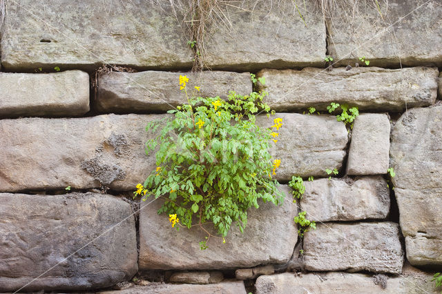 Yellow Corydalis (Pseudofumaria lutea)