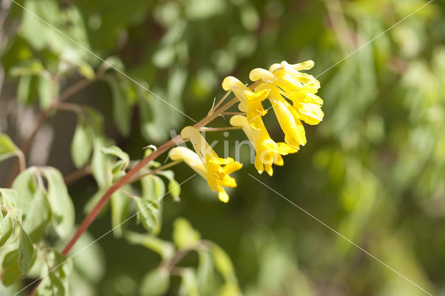 Gele helmbloem (Pseudofumaria lutea)