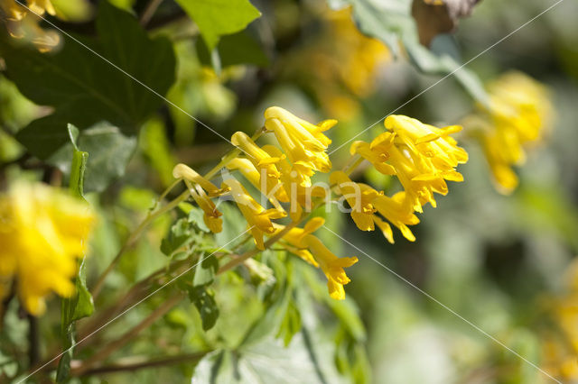 Gele helmbloem (Pseudofumaria lutea)