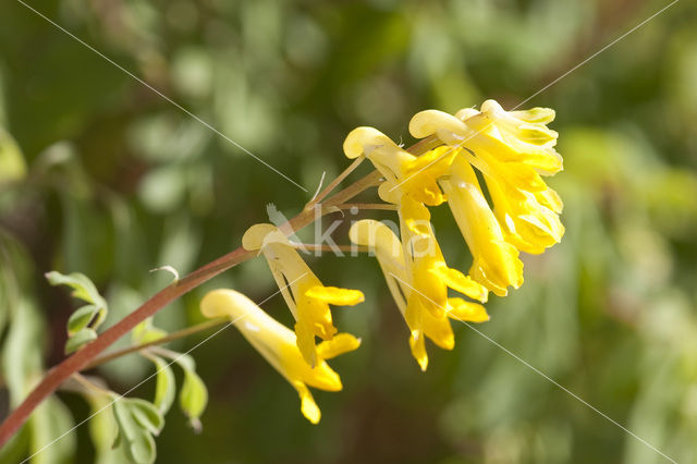 Gele helmbloem (Pseudofumaria lutea)