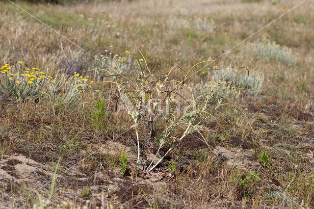 Yellow Horned-poppy (Glaucium flavum)