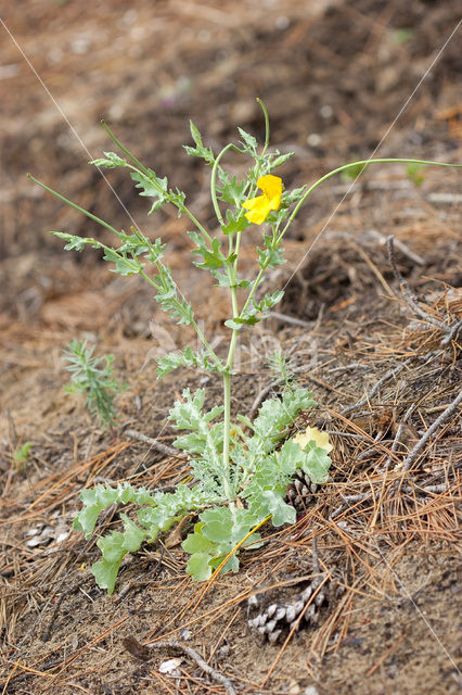 Yellow Horned-poppy (Glaucium flavum)