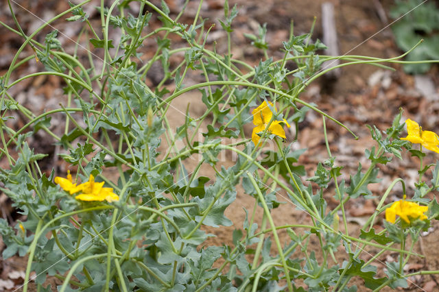 Gele hoornpapaver (Glaucium flavum)