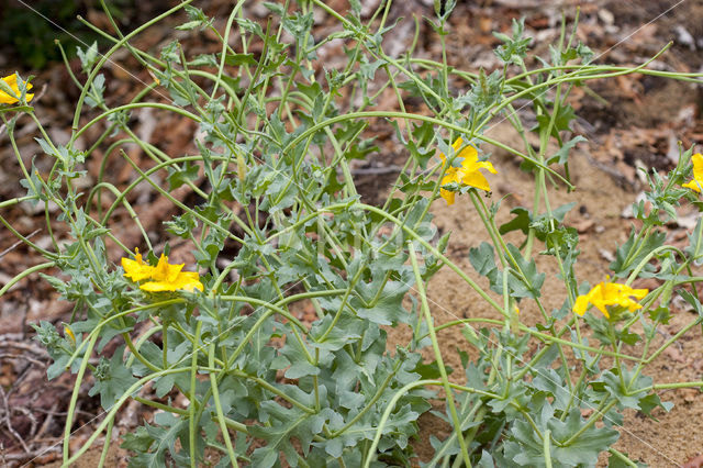 Gele hoornpapaver (Glaucium flavum)