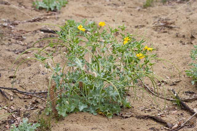 Gele hoornpapaver (Glaucium flavum)