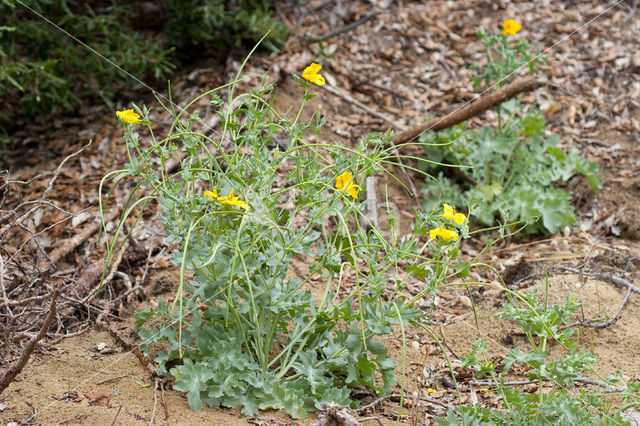 Yellow Horned-poppy (Glaucium flavum)