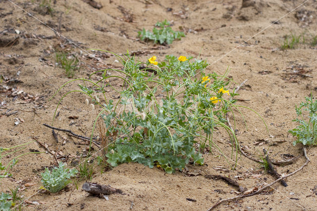 Gele hoornpapaver (Glaucium flavum)