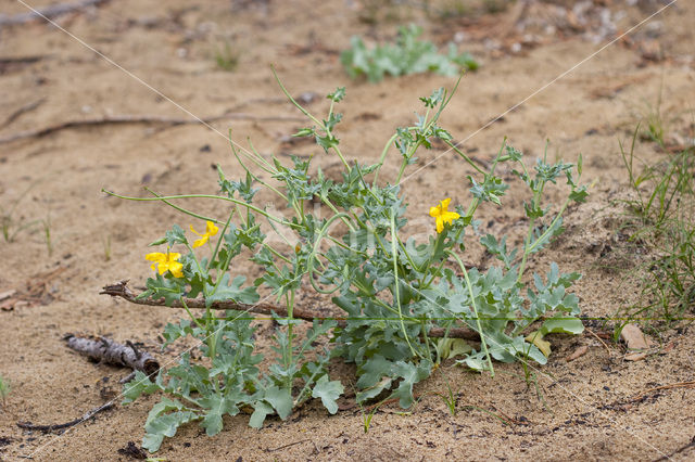 Gele hoornpapaver (Glaucium flavum)
