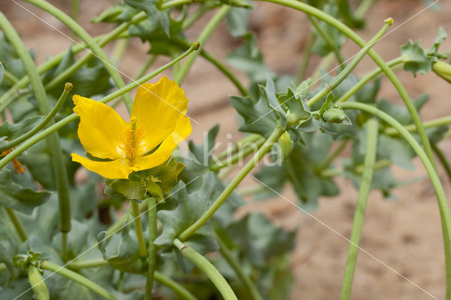 Gele hoornpapaver (Glaucium flavum)