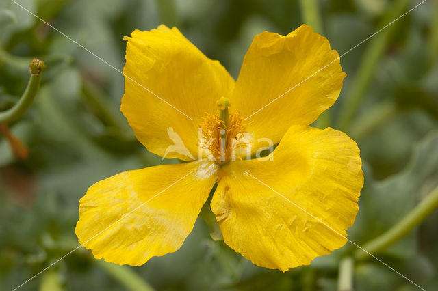 Gele hoornpapaver (Glaucium flavum)