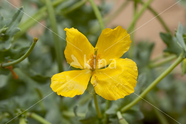 Yellow Horned-poppy (Glaucium flavum)