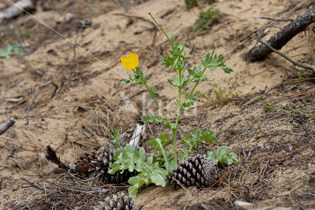 Gele hoornpapaver (Glaucium flavum)