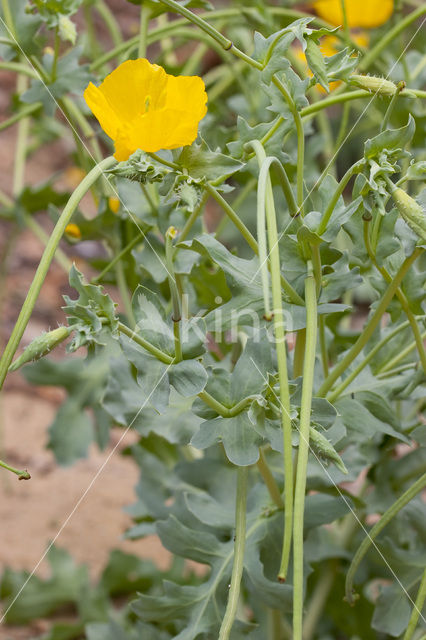 Gele hoornpapaver (Glaucium flavum)