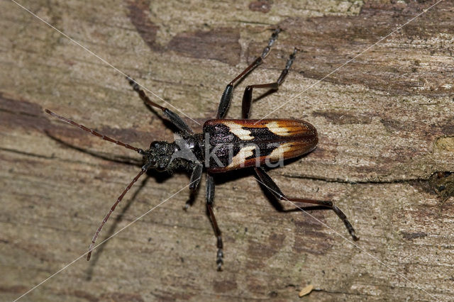 two-banded longhorn beetle (Rhagium bifasciatum)