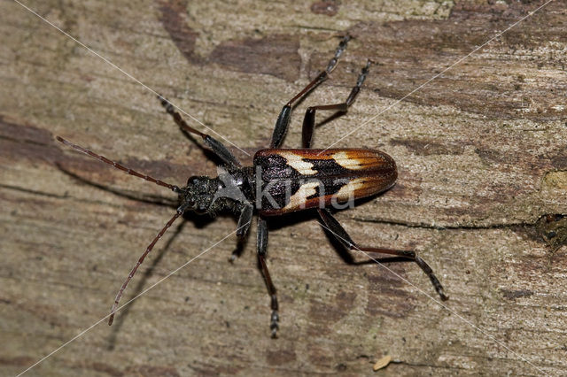 Gevlekte dennenboktor (Rhagium bifasciatum)
