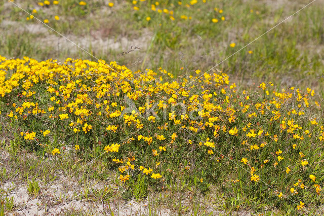 Gewone rolklaver (Lotus corniculatus)