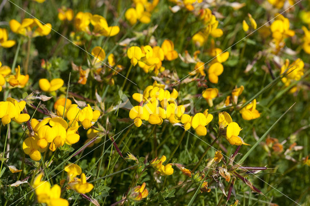 Common Birdsfoot-trefoil (Lotus corniculatus)