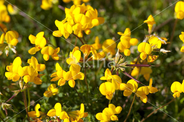 Common Birdsfoot-trefoil (Lotus corniculatus)