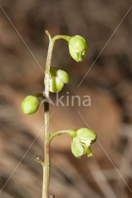 Groenbloemig wintergroen (Pyrola chlorantha)