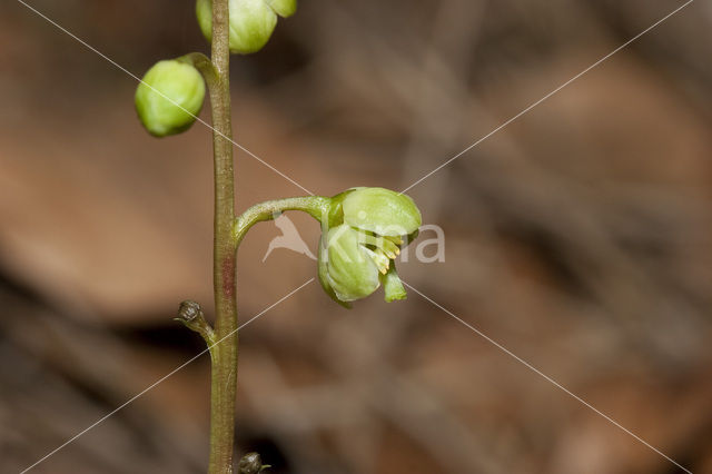 Greenish-flowered Wintergreen (Pyrola chlorantha)