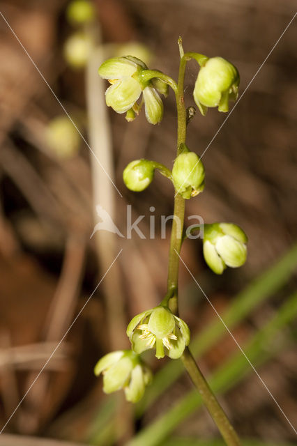 Greenish-flowered Wintergreen (Pyrola chlorantha)