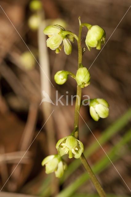 Groenbloemig wintergroen (Pyrola chlorantha)