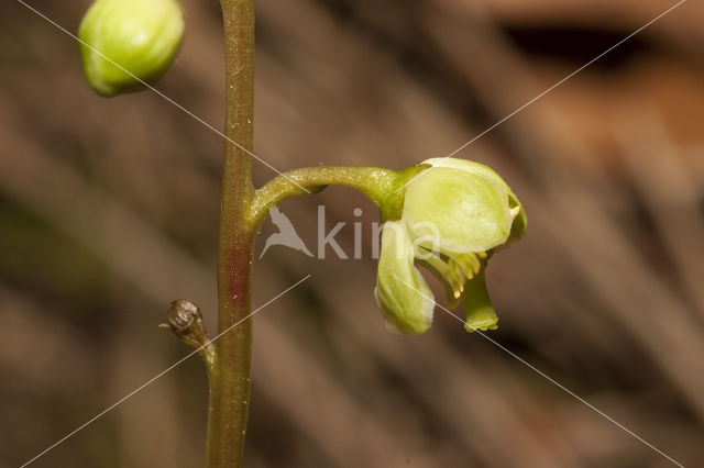 Groenbloemig wintergroen (Pyrola chlorantha)