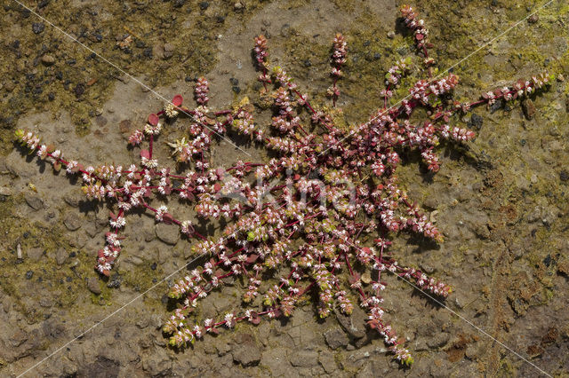 Coral Necklace (Illecebrum verticillatum)