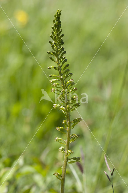 Common Twayblade (Neottia ovata