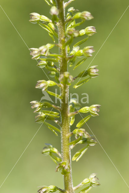 Common Twayblade (Neottia ovata