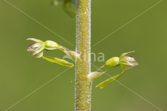 Grote keverorchis (Neottia ovata