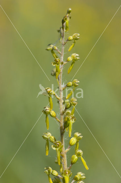 Common Twayblade (Neottia ovata