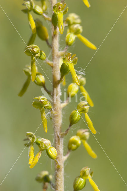 Common Twayblade (Neottia ovata
