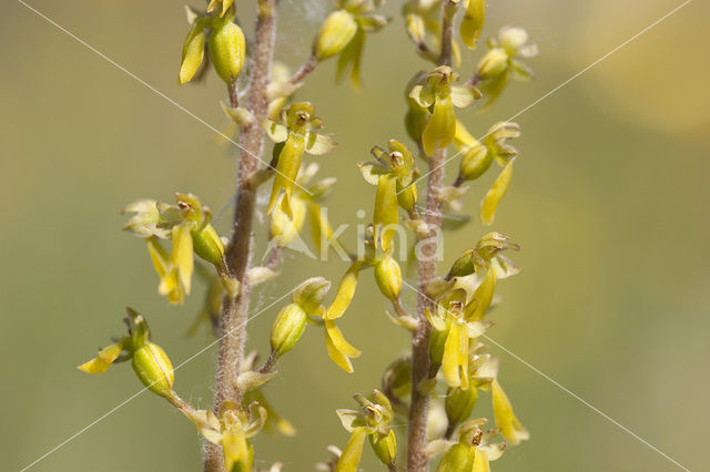 Common Twayblade (Neottia ovata