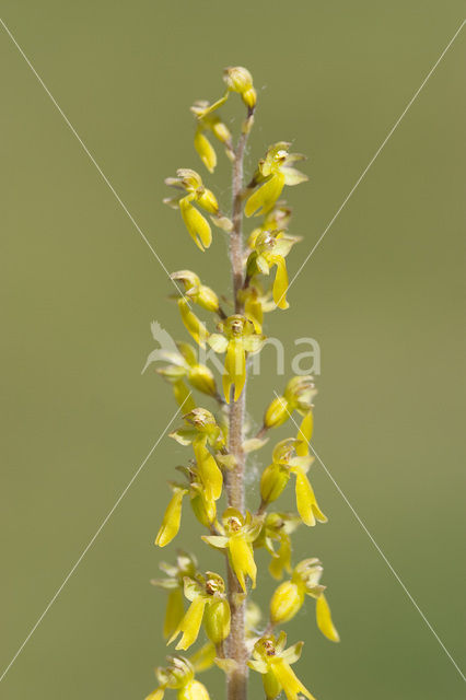 Grote keverorchis (Neottia ovata
