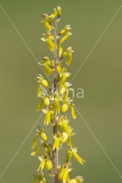 Common Twayblade (Neottia ovata