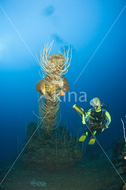 Grote oceaan