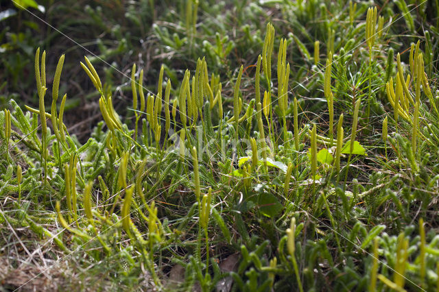 Stag’s-horn Clubmoss (Lycopodium clavatum)