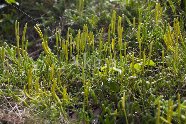 Grote wolfsklauw (Lycopodium clavatum)