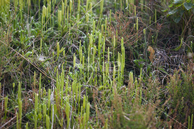 Stag’s-horn Clubmoss (Lycopodium clavatum)