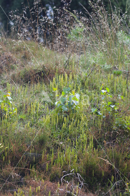 Stag’s-horn Clubmoss (Lycopodium clavatum)