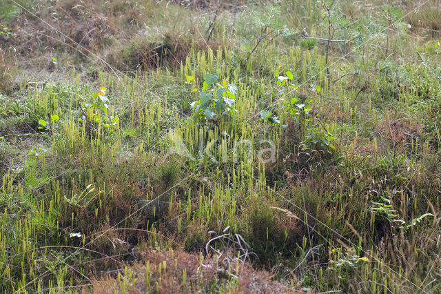 Grote wolfsklauw (Lycopodium clavatum)