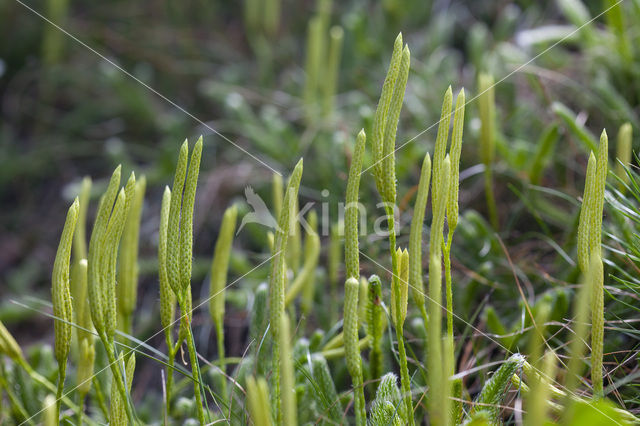 Grote wolfsklauw (Lycopodium clavatum)