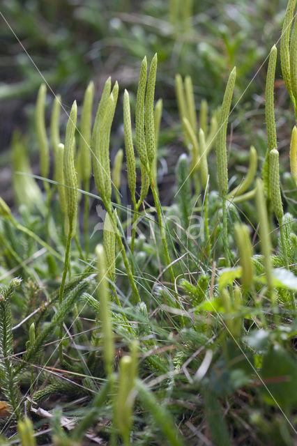 Stag’s-horn Clubmoss (Lycopodium clavatum)